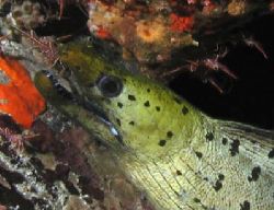 Spotted Green Moray and his friends - Thailand by Dale Treadway 